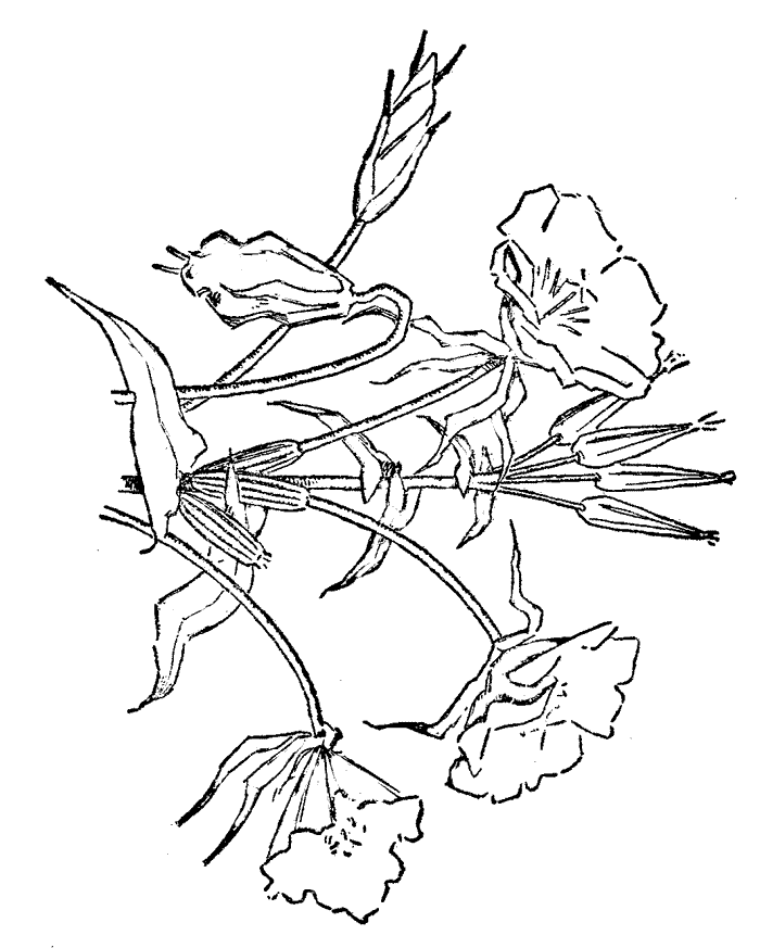 Nature Coloring Pages: Flowers Coloring Pages